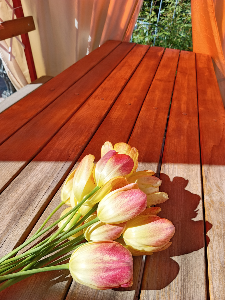 Совсем недавно выкладывала тюльпаны цветущими на грядке, или клумбе. Кому как нравится ❗