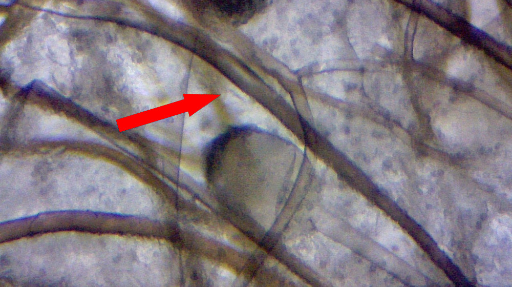    Грибы-мозги принимают решения без единого нейрона и вот почему это меняет всё