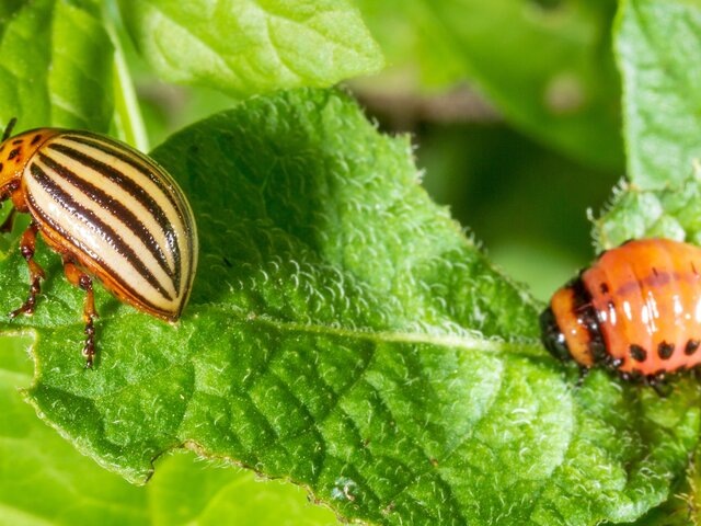    Фото: 123RF/gutaper