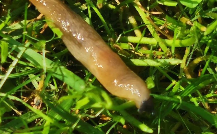    На какое пиво лучше ловятся слизни