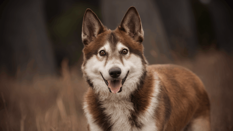    Счет за кольцо, которое я никогда не получала Зоя Терновая