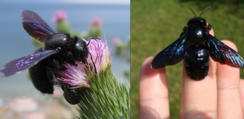 Пчела плотник