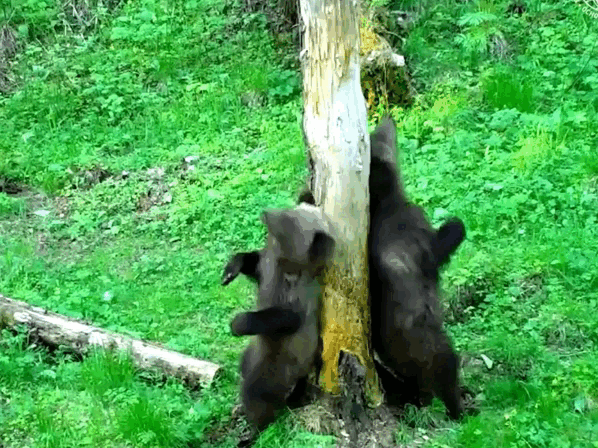 Медвежата крутят земную ось