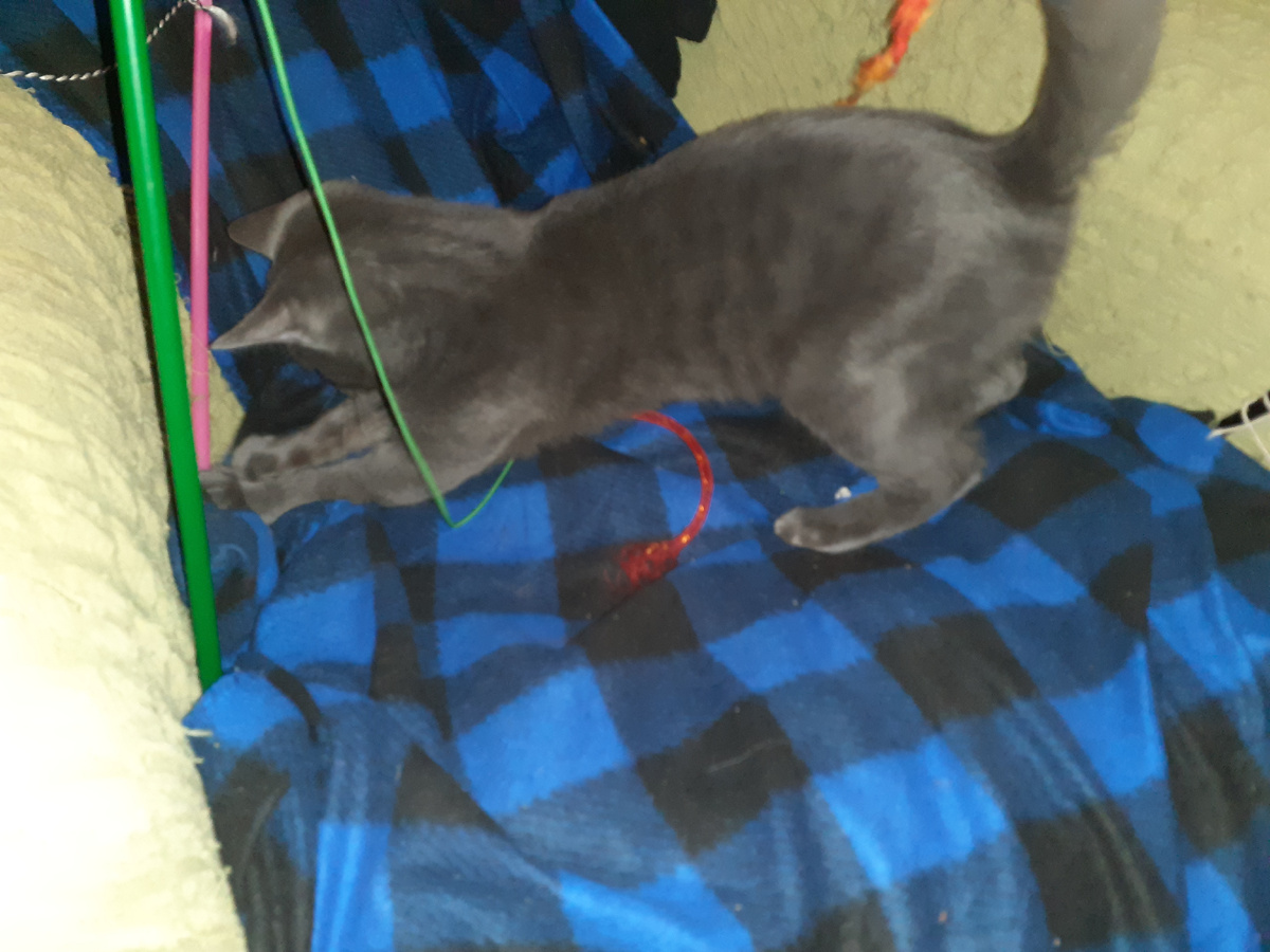 Тишка играет.