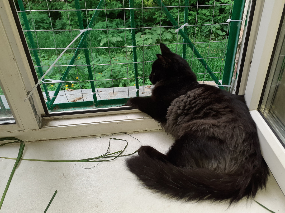 Мишка на окошке.