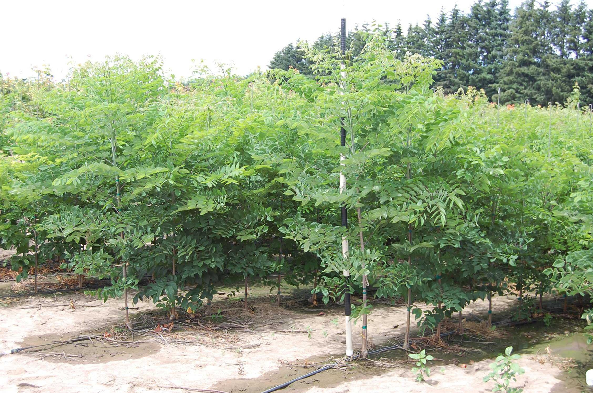 Подрастающее поколение