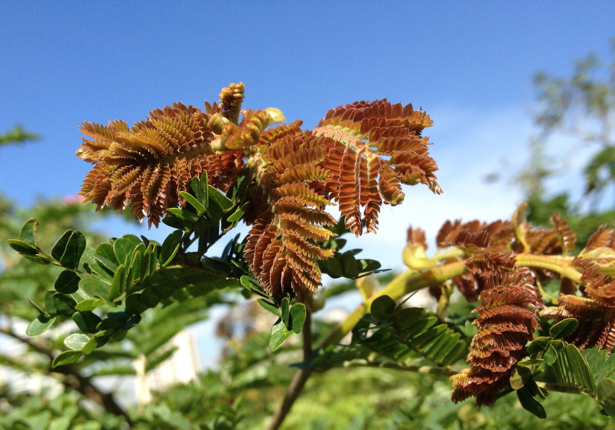 Молодые и зрелые листья