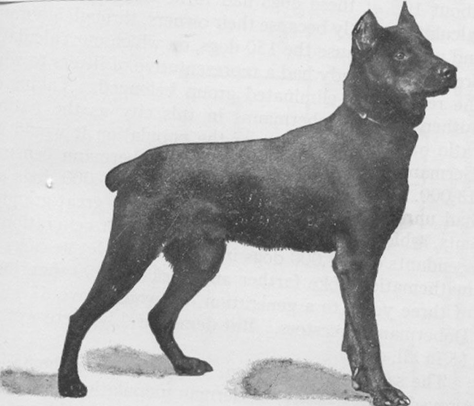 Старотипичный доберман