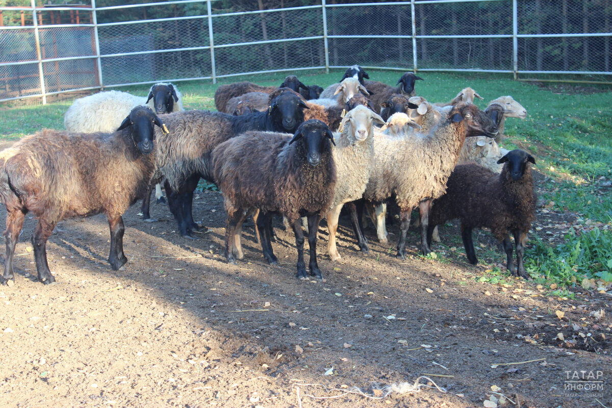 Фото: © «Татар-информ»