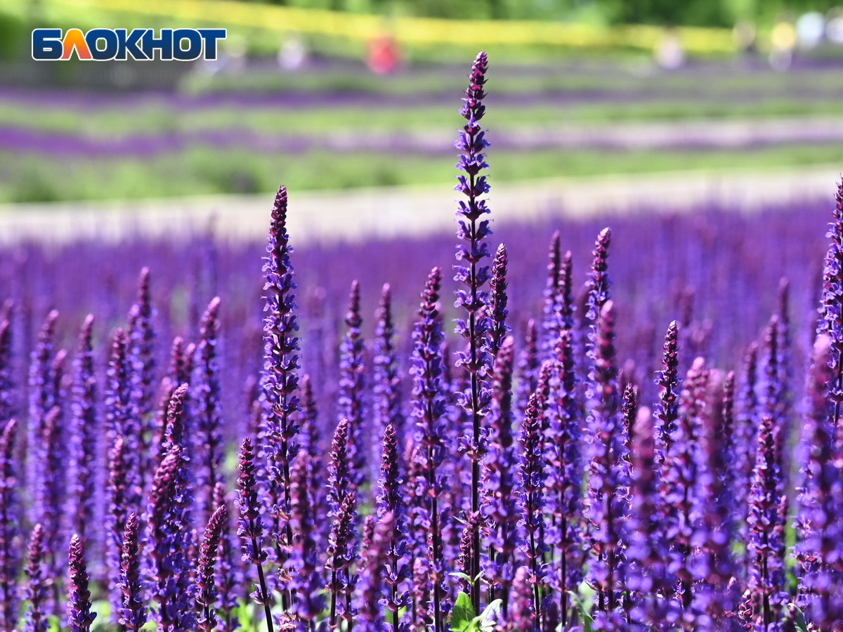 Фото: Игорь Онучин