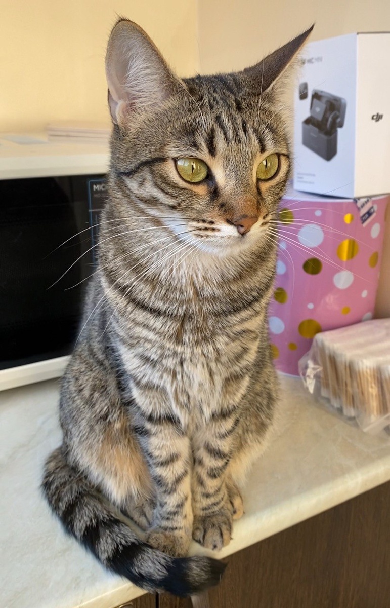 Стешиндрик охраняет микроволновку и ватные палочки от посягательств сородичей