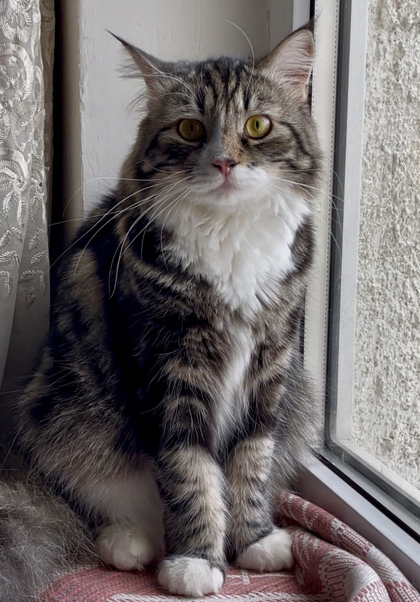 Персей охраняет подоконник от посягательств сородичей