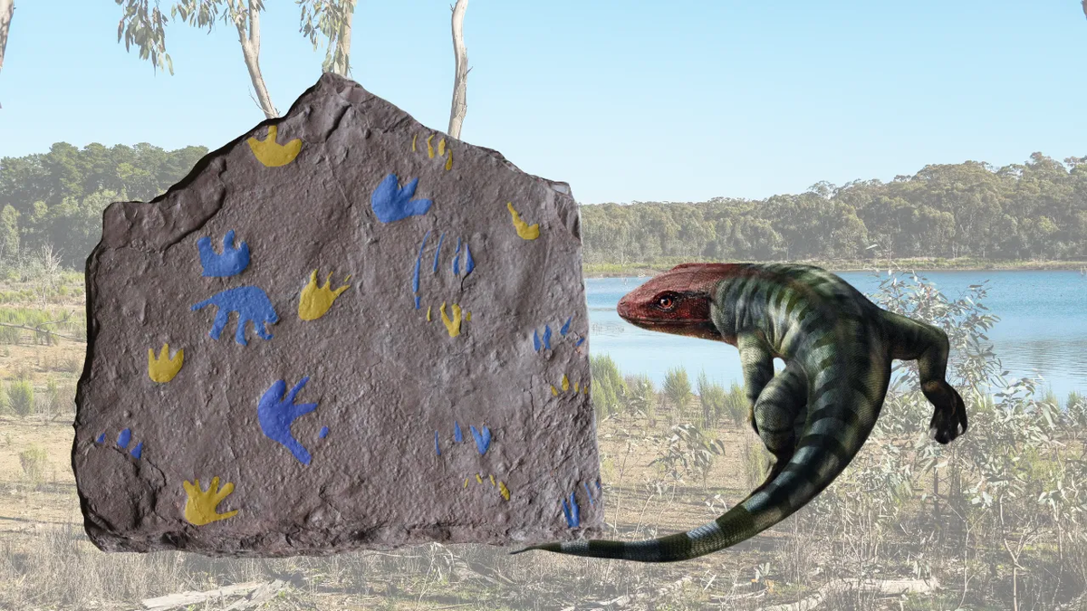 Реконструкция раннего рептилиеподобного производителя следов рядом с цветной схемой следов из формации Сноуи Плейнс. Отпечатки передних лап (манус) показаны жёлтым цветом, задних лап (пес) — синим. 