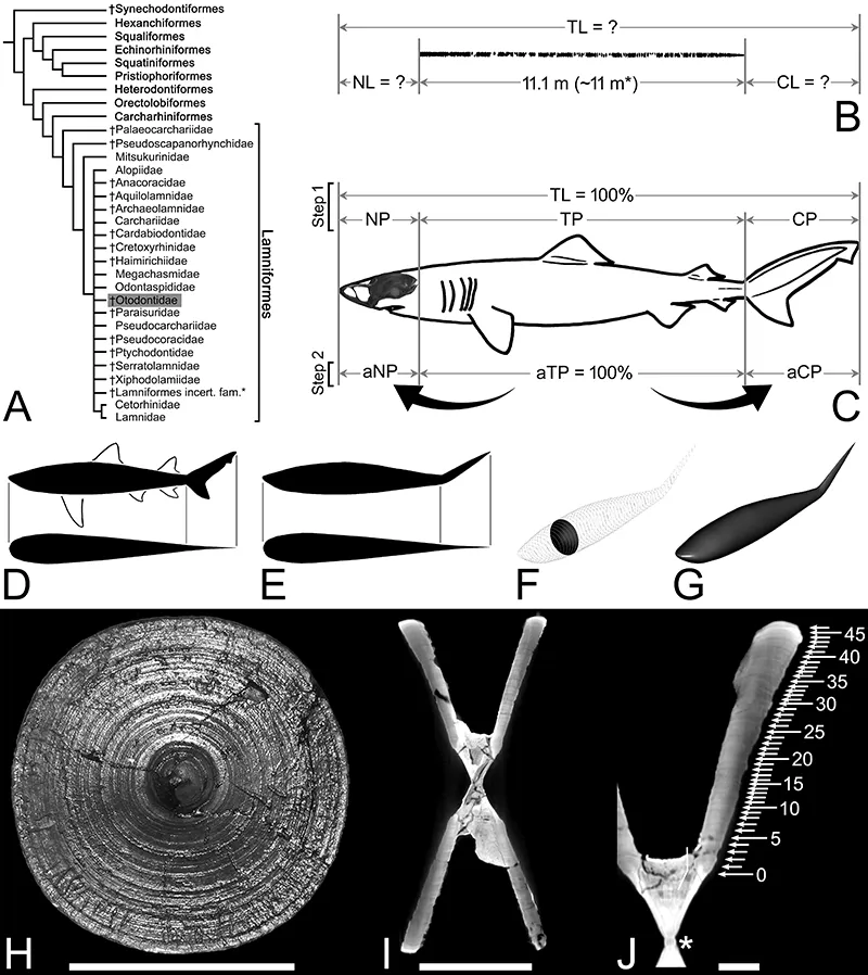Филогения акул с выделением Otodus megalodon в составе вымершего семейства Otodontidae (А); неполный позвонок из Бельгии, использованный для реконструкции общей длины тела, отсутствуют голова и хвост (B); схема метода оценки пропорций тела мегалодона на основе современных аналогов акул (C); иллюстрация техники оценки массы тела с использованием силуэтов акул, удаления плавников, создания поперечных сечений и формирования 3D-моделей (D–G); анализ позвонков с внутренними годовыми кольцами для определения возраста и особенностей роста мегалодона (H–J) — Шимада и др., 2025