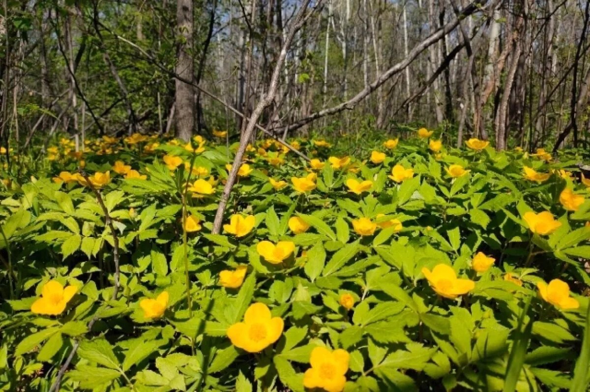    В Хабаровском крае расцвело таёжное «золото» весны