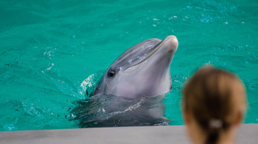    Дельфины называют себя по именам и вот как это доказали российские ученые