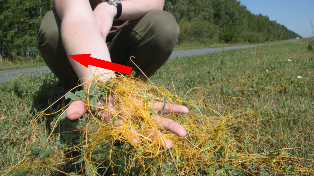    Повилика – зеленый вампир который убивает урожай и экономику России