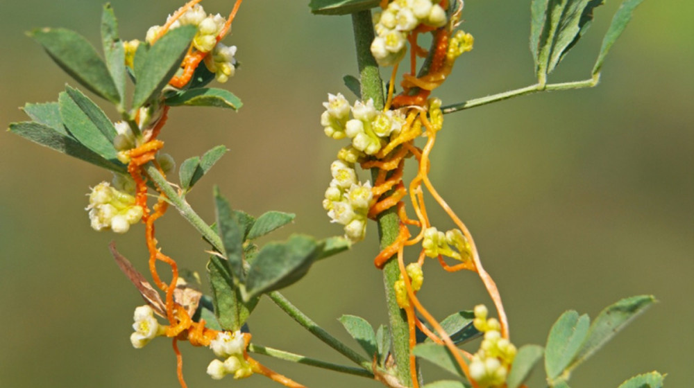    Повилика – зеленый вампир который убивает урожай и экономику России