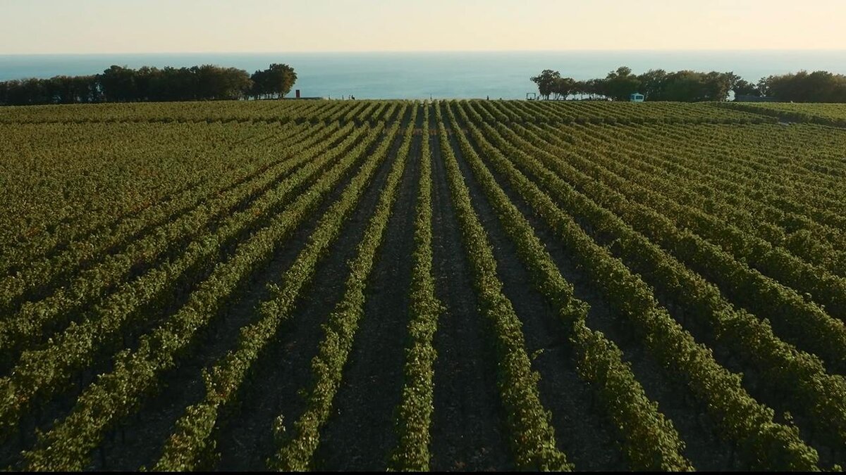 Виноградники 