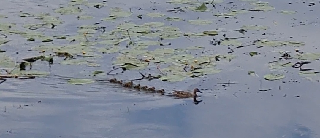 Фото автора. Кряква с детками. Центр города