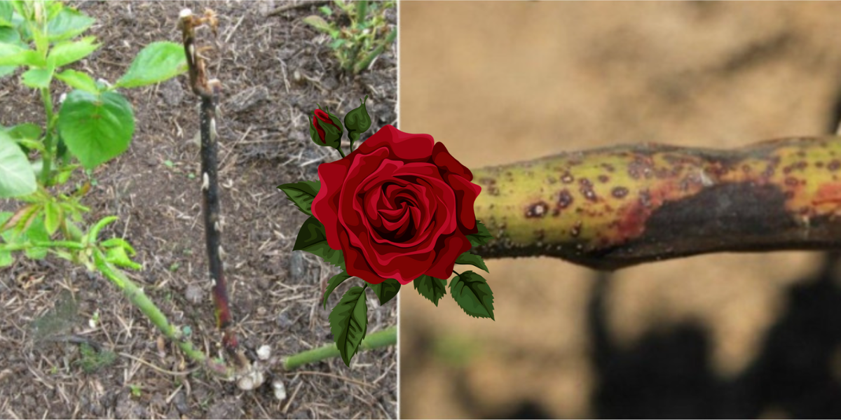 Источник фото: ogorod.ru