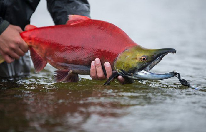 Лососевые погибают из-за гормона, который вызывает преждевременное старение. / Фото: ru.pinterest.com