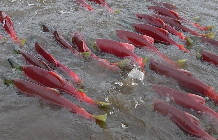 Если на жабры рыбы прикрепится особенный паразит - она выживет. / Фото: techinsider.ru