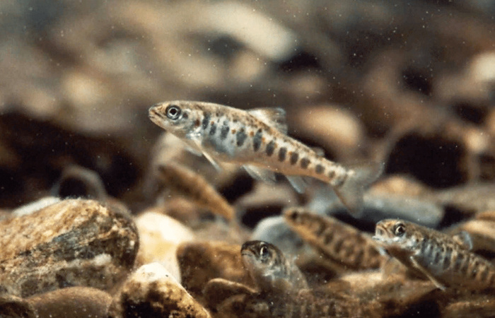 Тела лососевых поедают беспозвоночные. / Фото: akulovka.com