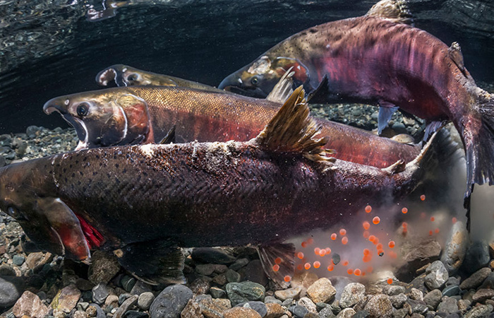 После нереста погибают все лососевые, но есть исключения. / Фото: snexplores.org