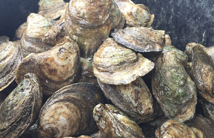 Жемчужница - обыкновенный речной моллюск. / Фото: techinsider.ru