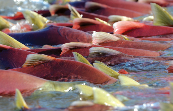 Лососевые находят дорогу домой по магнитному полю. / Фото: mormer.ru