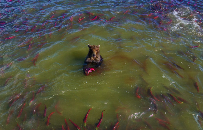 Личинки жемчужницы не вредят здоровью лососевых. / Фото: fishki.net