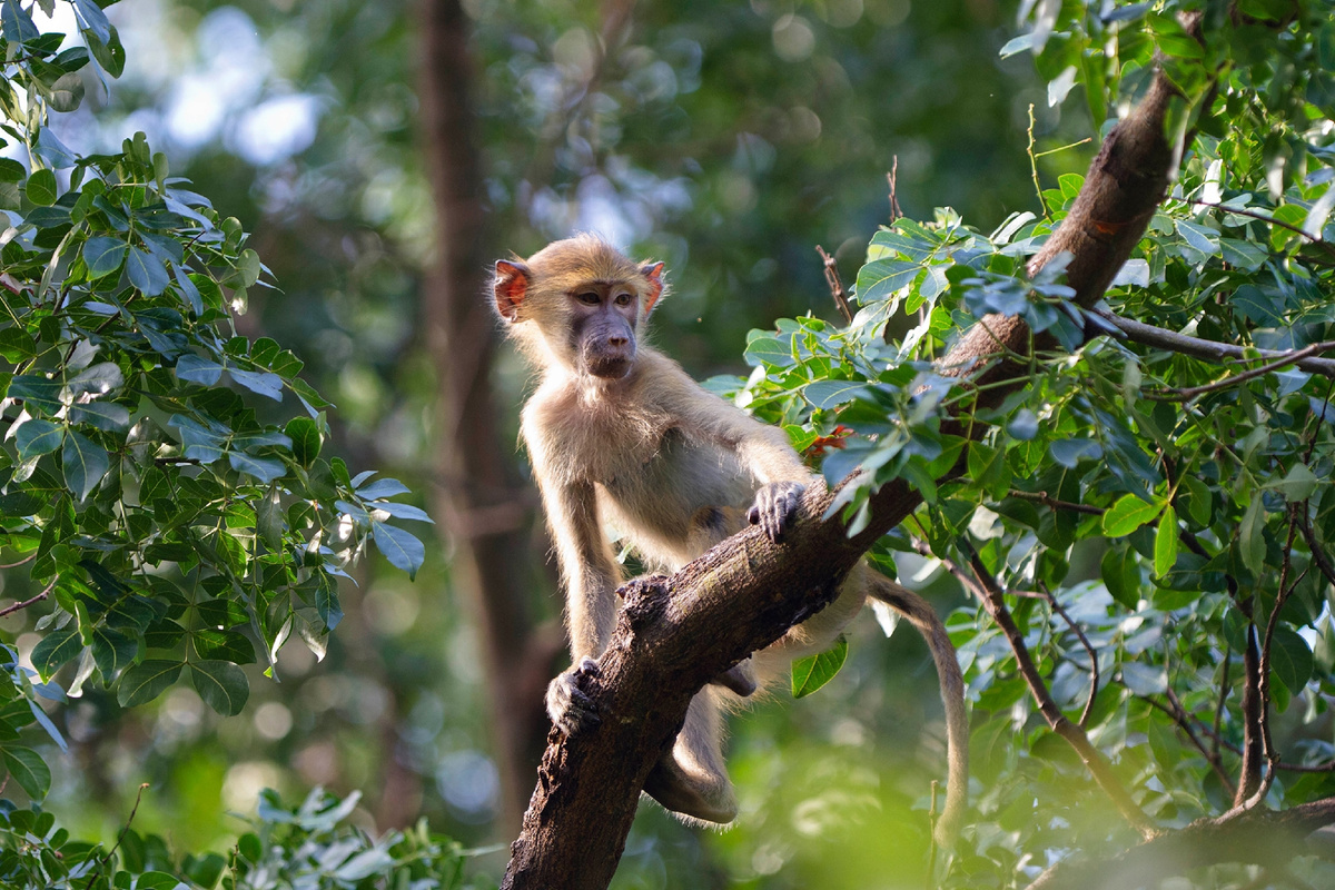 Молодой павиан вида «Кинда» в Национальном парке Махале, Танзания. Новое исследование показало, что этот вид павианов формирует долгосрочные дружеские отношения между самцами и самками.