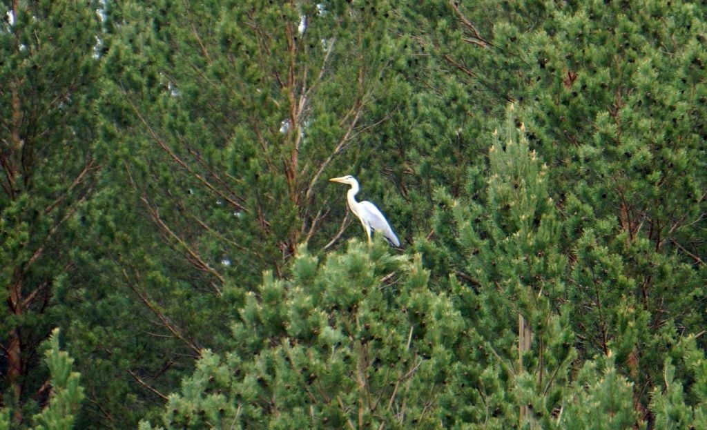     Серую цаплю заметили в нацпарке на юге Красноярского края