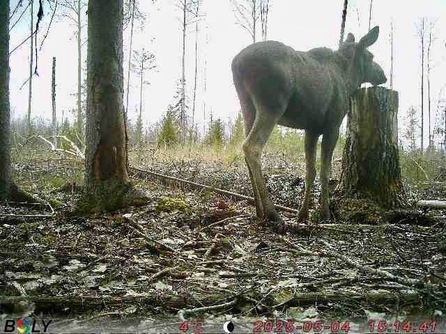    Бизнесмен Белуга показал, как живут медведи и лоси в КарелииЛеонид Белуга / ВК