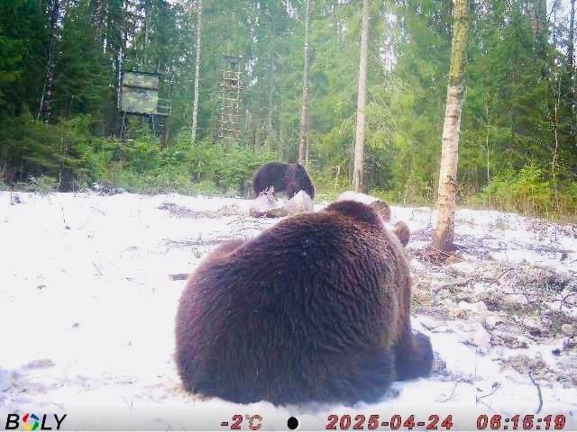    Бизнесмен Белуга показал, как живут медведи и лоси в КарелииЛеонид Белуга / ВК