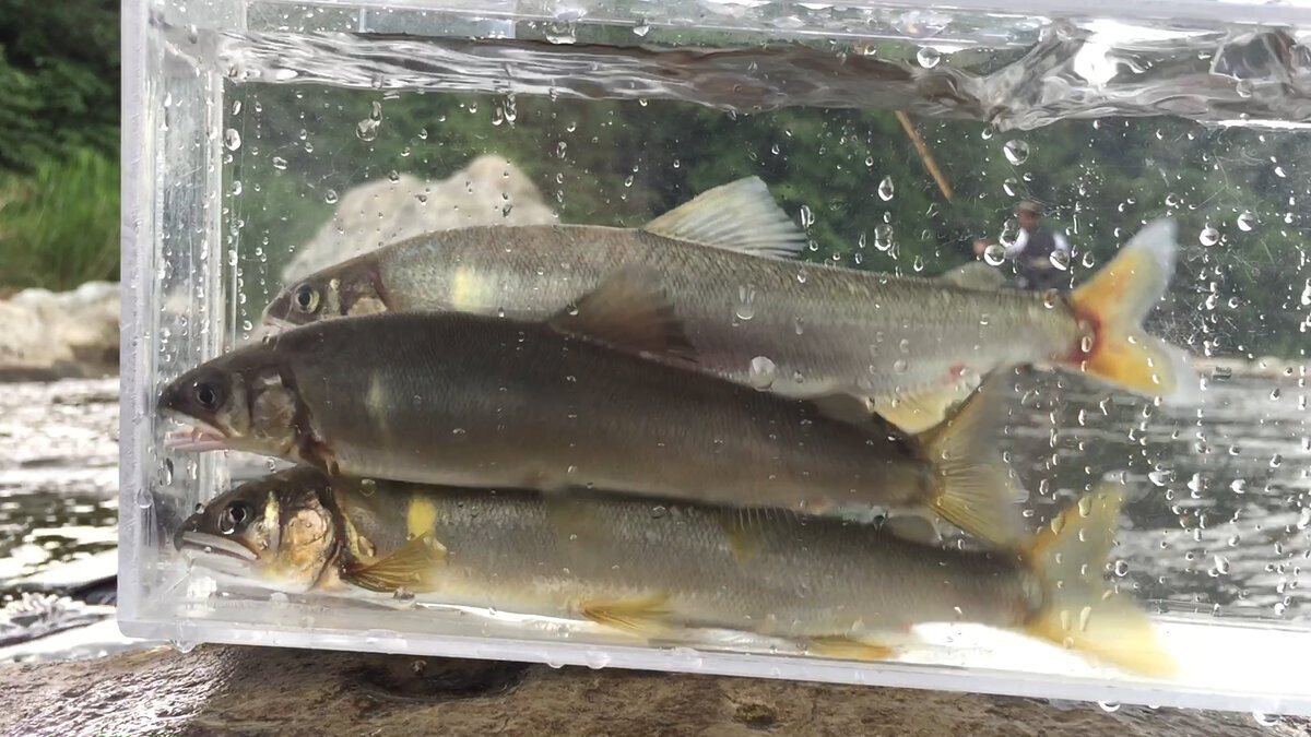 Айю родич корюшек, обитающий в водоемах Азии обладает большой популярностью.