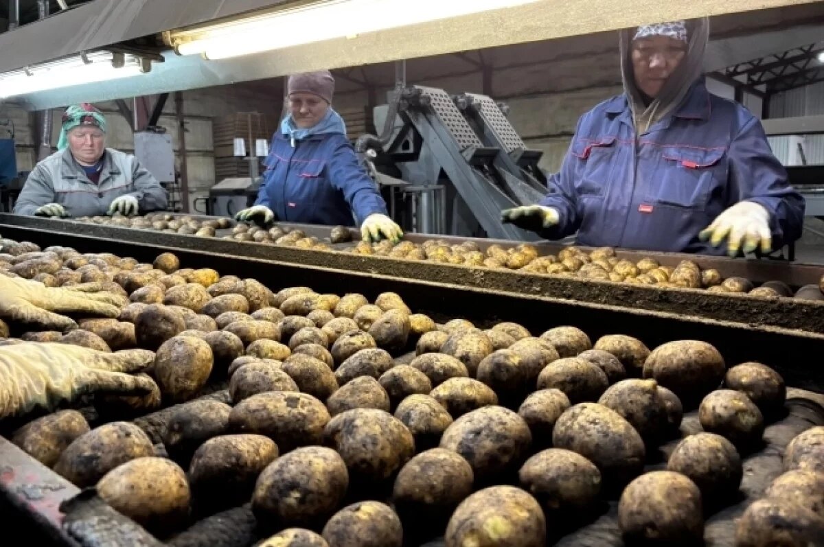    Ульяновские аграрии обсудили вопросы возделывания картофеля