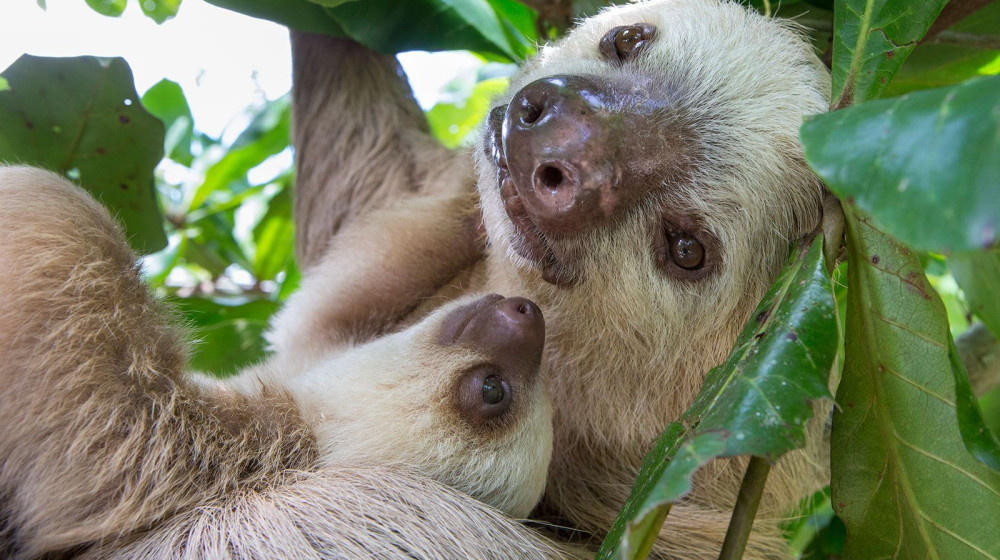    Ленивцы идут на смертельный риск ради туалета и вот почему это гениально
