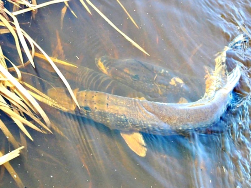 Щука нерестится. Продолжение рода 