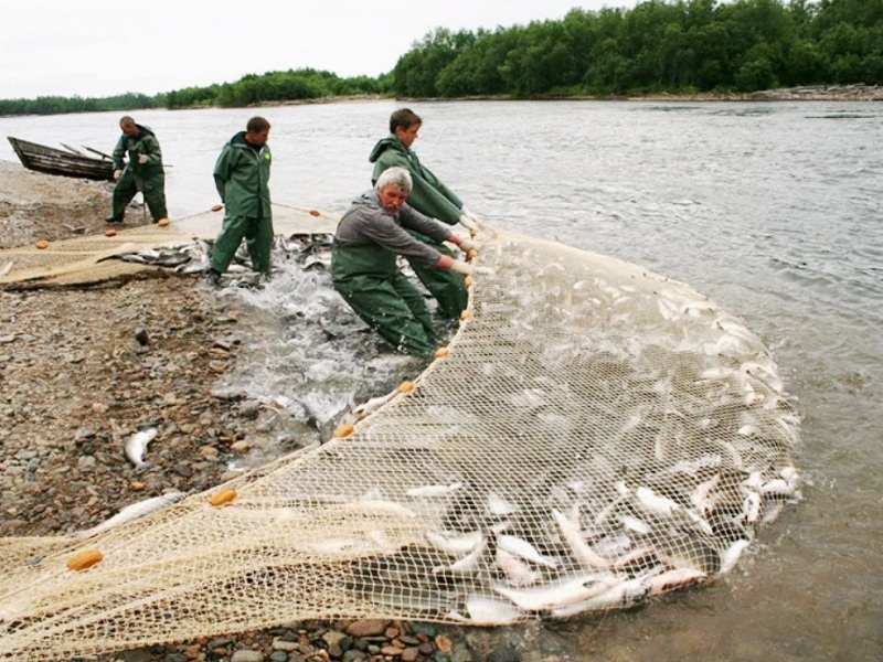 Вот так законно уничтожаются запасы рыбы