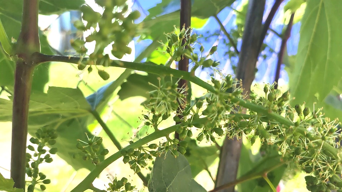 Так цветет виноград Мукузани