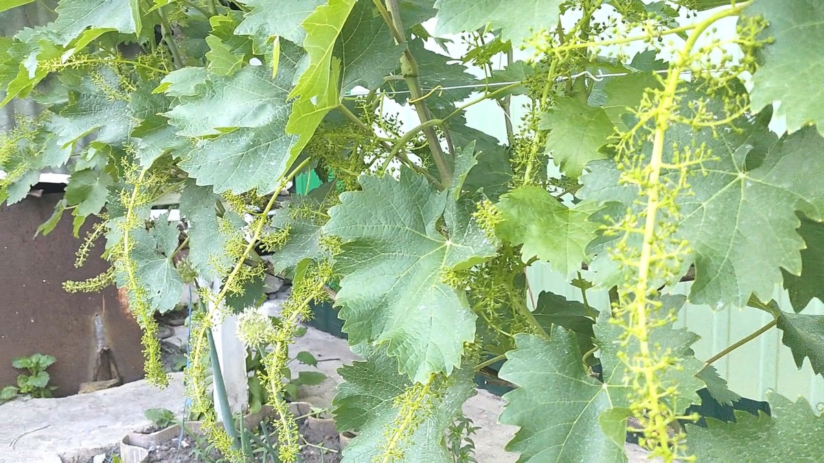 Так цветет виноград