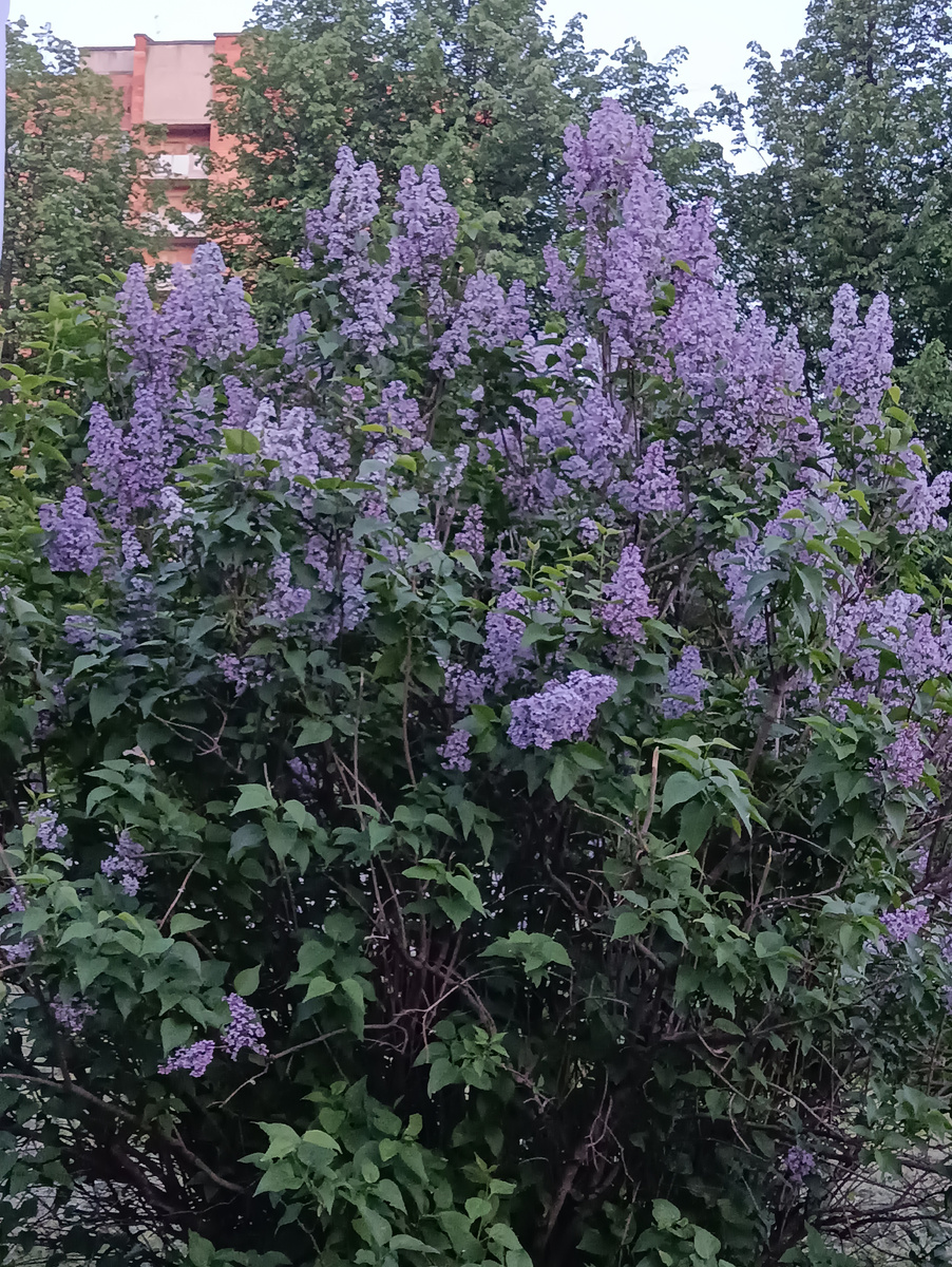 Сирень цветёт кругом