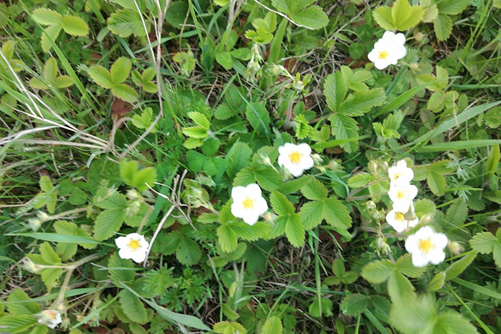    Фото Венгеровской газеты