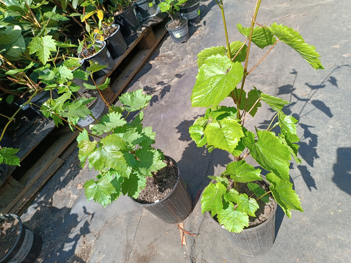 Двухлетние саженцы винограда в сц