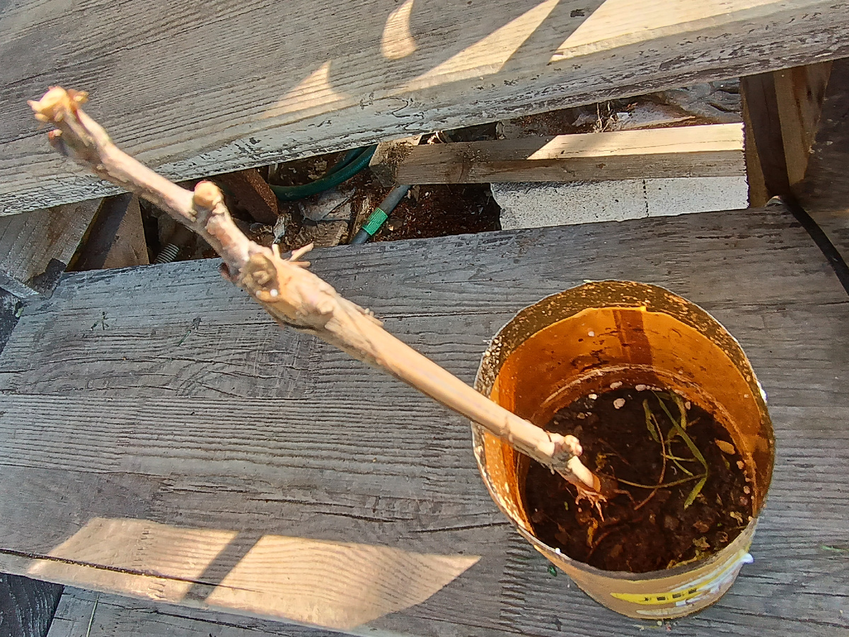 Саженец из интернет-магазина