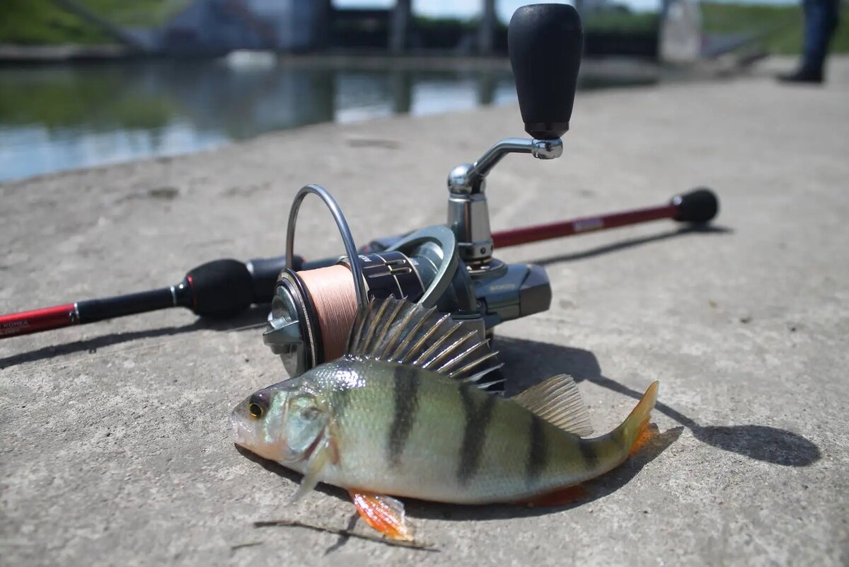 Фрикцион должен быть предельно тонко настраиваемым, чтобы не порвать тонкую леску сразу после поклёвки