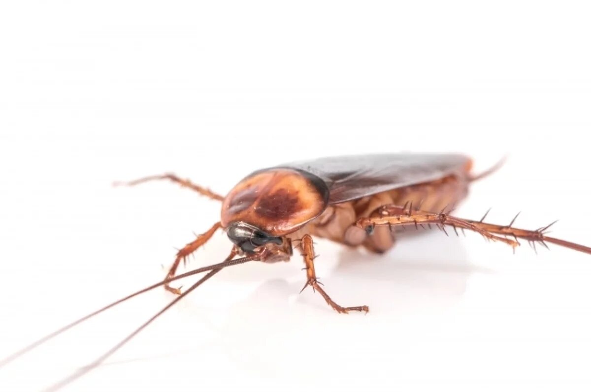    В Менделеевске из-за нарушения саннорм на 30 дней закрылось кафе «Кофейня»