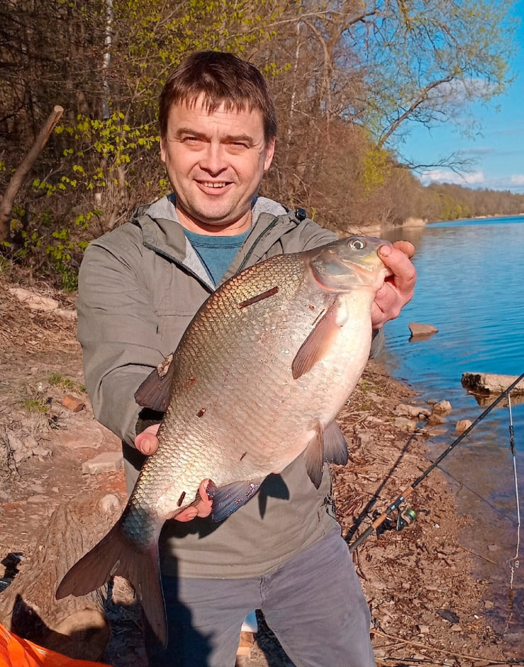 Такие лещи-красавцы этой весной на реке Великой не редкость. Фото псковича Олега Юрина